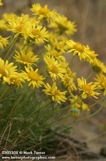 Erigeron piperianus