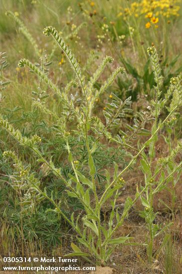 Amsinckia tessellata