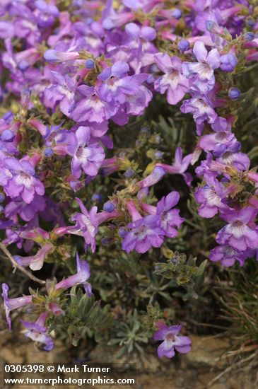 Penstemon gairdneri