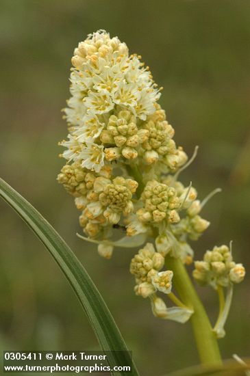 Zigadenus paniculatus