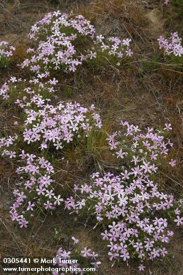 Phlox longifolia