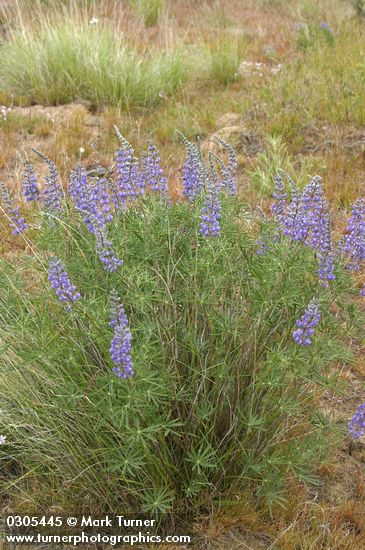 Lupinus bingenensis var. subsaccatus (L. sulphureus var. subsaccatus)