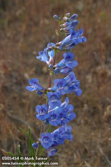 Penstemon speciosus