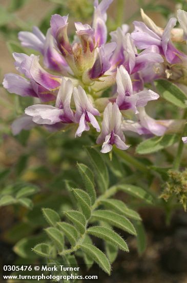 Astragalus succumbens