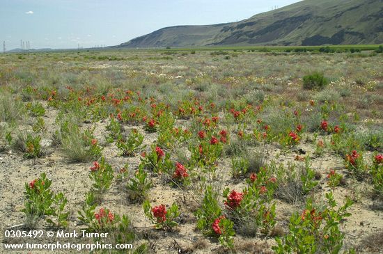 Rumex venosus