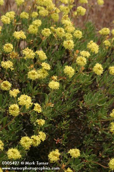 Eriogonum sphaerocephalum