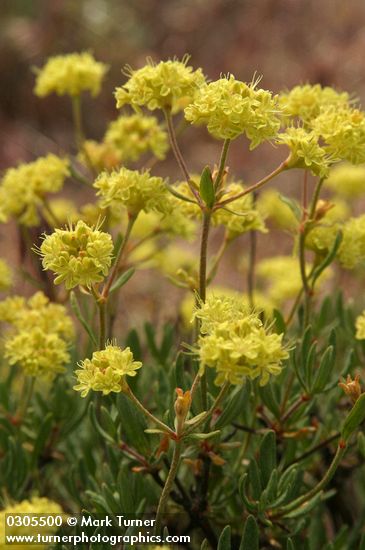 Eriogonum sphaerocephalum