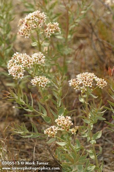 Comandra umbellata