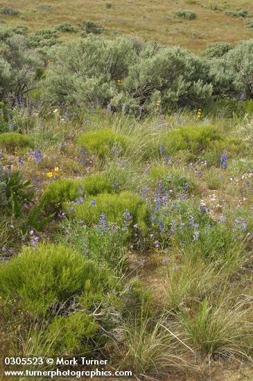 Lupinus bingenensis var. subsaccatus (L. sulphureus var. subsaccatus); Delphinium nuttallianum; Artemisia tridentata; Sarcobatus vermiculatus; Phacelia linearis; Agropyron spicatum