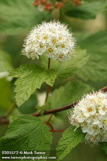 Physocarpus capitatus