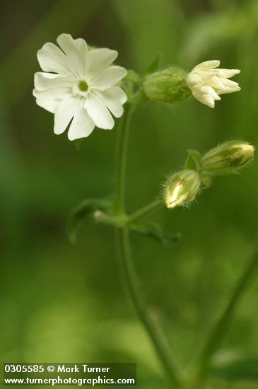 Silene latifolia ssp. alba (Lychnis alba)