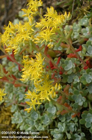 Sedum spathulifolium | Broadleaf Stonecrop | Wildflowers of the Pacific ...