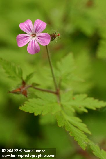 Geranium robertianum