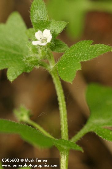 Nemophila parviflora