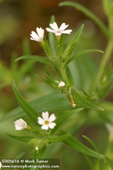 Phlox gracilis ssp. gracilis (Microsteris gracilis)