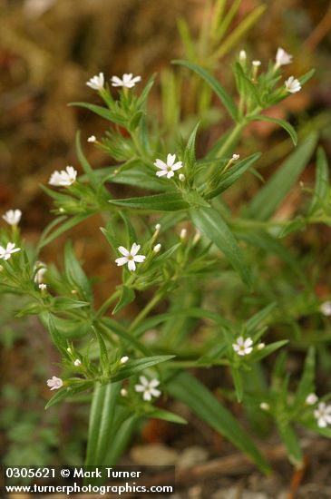 Phlox gracilis ssp. gracilis (Microsteris gracilis)