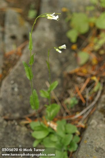 Arabis eschscholtziana (A. hirsuta var. eschscholtziana)