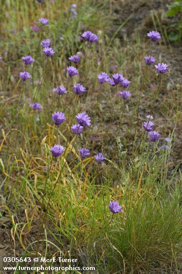 Dichelostemma congestum (Brodiaea congesta)