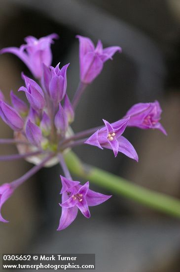 Allium acuminatum