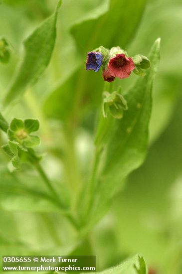 Cynoglossum officinale