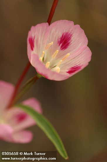 Clarkia amoena