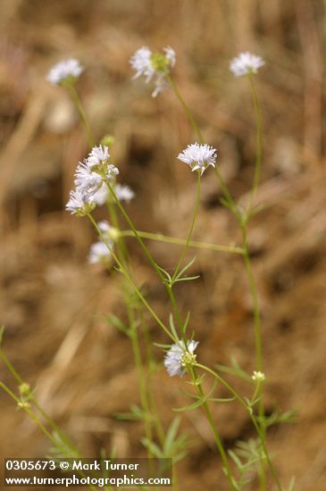 Gilia capitata