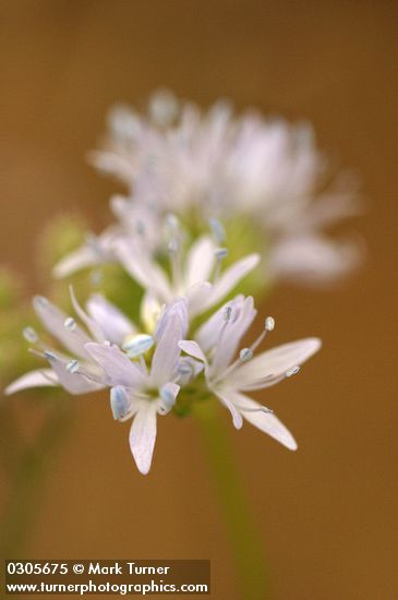 Gilia capitata