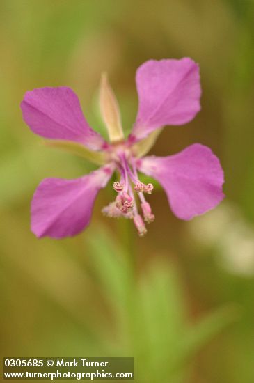 Clarkia rhomboidea