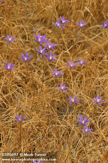 Brodiaea coronaria