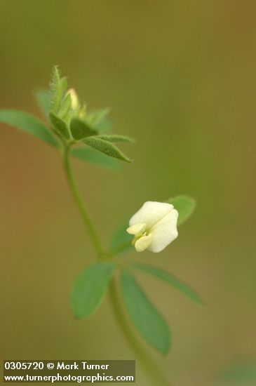 Lotus micranthus