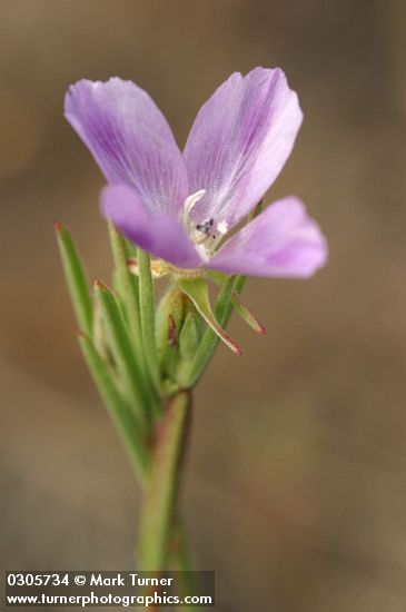 Clarkia purpurea ssp. quadrivulnera