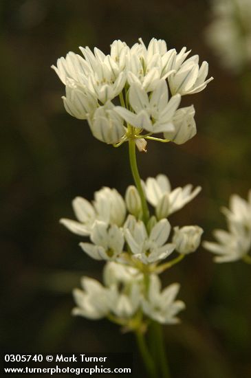 Triteleia hyacinthina (Brodiaea hyacinthina)