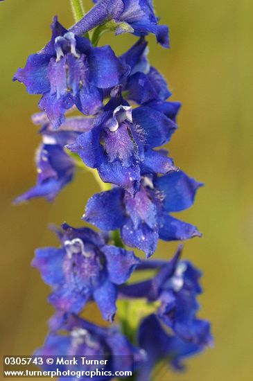 Delphinium burkei