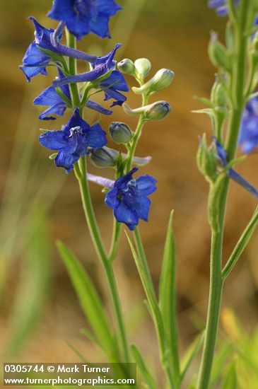 Delphinium burkei