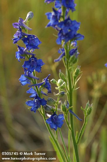 Delphinium burkei