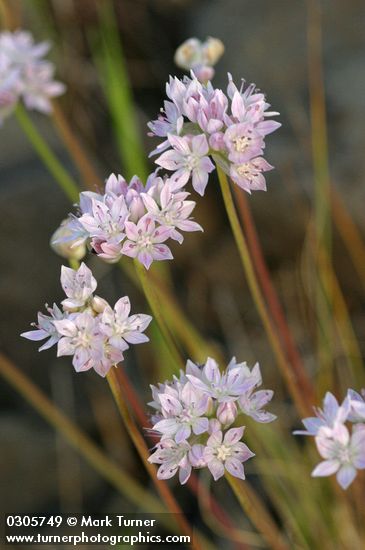 Allium amplectens