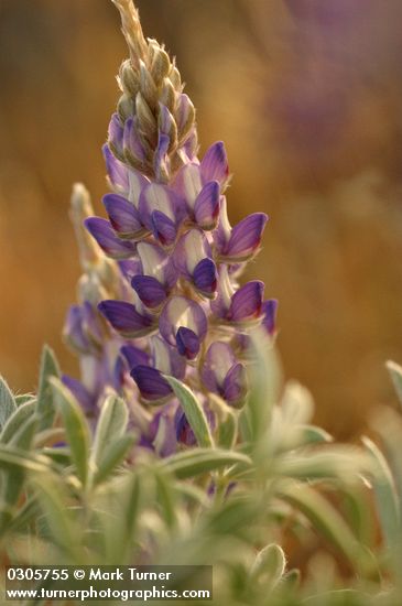 Lupinus aridus ssp. aridus (L. lepidus var. aridus)