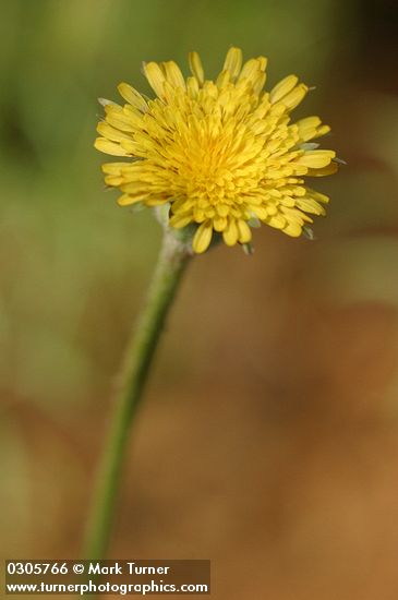 Microseris nutans