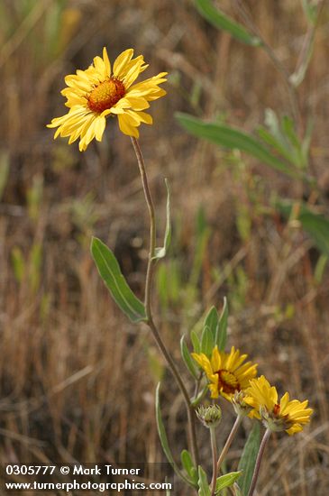 Gaillardia aristata