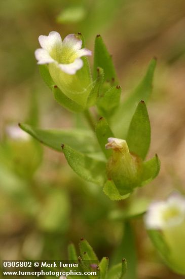 Gratiola ebracteata