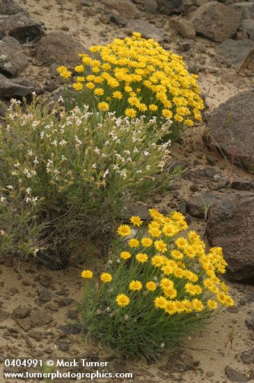 Erigeron linearis