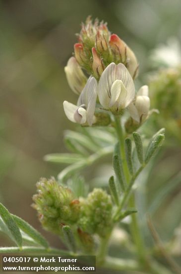 Astragalus caricinus