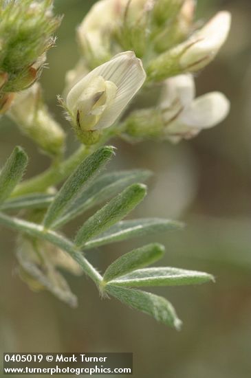 Astragalus caricinus