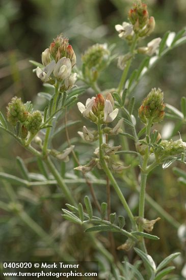 Astragalus caricinus