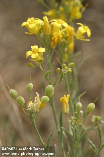 Lesquerella douglasii