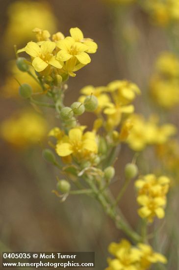 Lesquerella douglasii