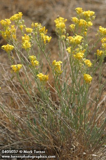 Lesquerella douglasii