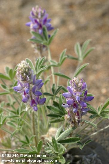 Lupinus aridus ssp. aridus (L. lepidus var. aridus)