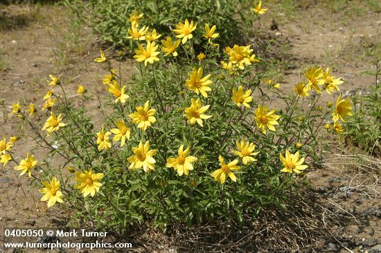 Helianthus cusickii