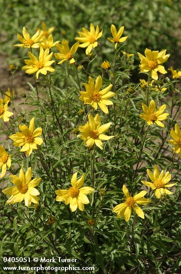 Helianthus cusickii